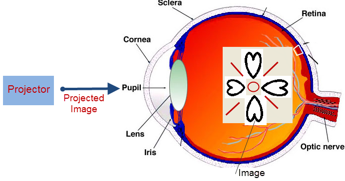 视网膜预测